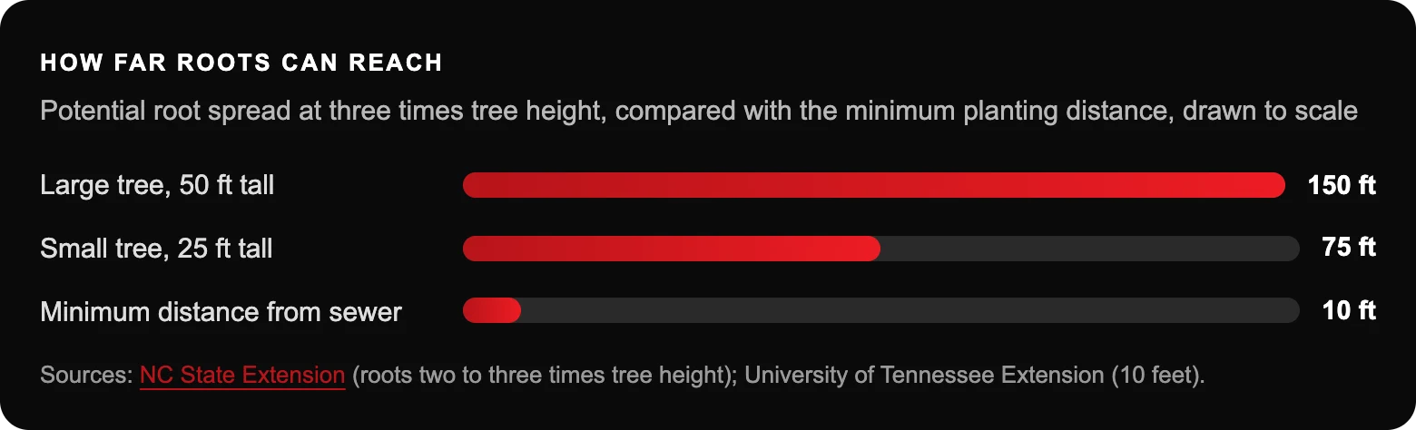 How far roots can reach: Large tree, 50 ft tall150 ft; Small tree, 25 ft tall75 ft; Minimum distance from sewer10 ft