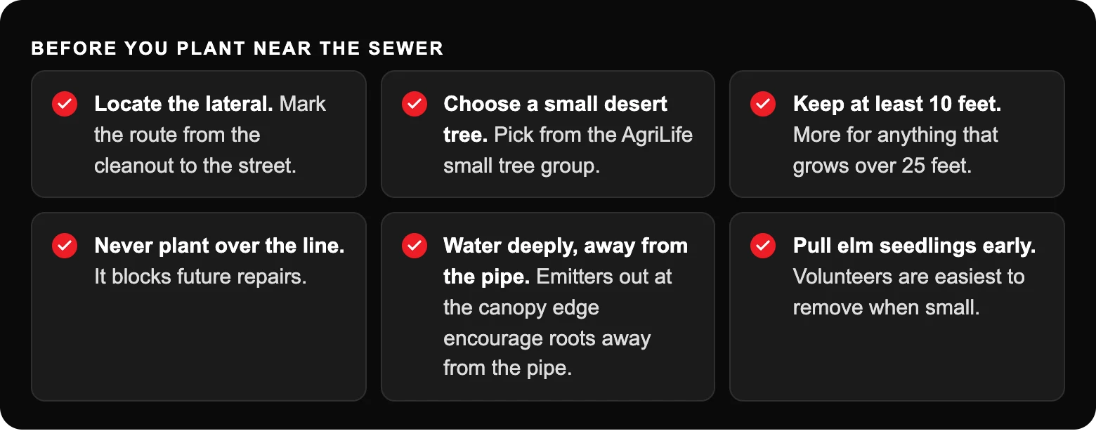 Before you plant near the sewer: Locate the lateral. Mark the route from the cleanout to the street.; Choose a small desert tree. Pick from the AgriLife small tree group.; Keep at least 10 feet. More for anything that grows over 25...